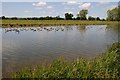 SO8843 : Geese on Croome River by Philip Halling