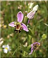 ST4254 : Bee orchid, Axbridge by Derek Harper