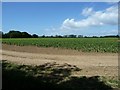 SZ7999 : Salterns Way - Permissive route beside field by Rob Farrow