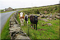 SE1503 : Calves near Harden by Bill Boaden