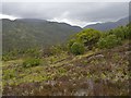 NH3539 : Woodland and heather, on the northern slopes of Strathfarrar by Craig Wallace