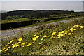 SJ0551 : Roadside dandelions by Philip Halling