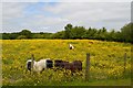 SJ8148 : Alsagers Bank: Shetland ponies in buttercup field by Jonathan Hutchins