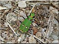 NS3778 : Green Tiger Beetle by Lairich Rig