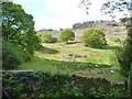 SH6441 : Sheep pasture, north of Tan y Bwlch station by Christine Johnstone