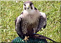 SJ7177 : Hawk at the Cheshire Show by Jeff Buck