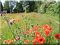 SP9011 : Poppies and thistles near Icknield Way, Tring by David Sands