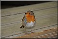 SN7477 : Robin at Devil's Bridge by Philip Halling