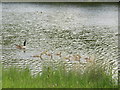 SO5063 : Canada  Goose  with  ten  goslings  Berrington  Pool by Martin Dawes