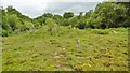 SU4300 : Blackwell Common, bog by Mike Faherty