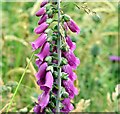 J4376 : Foxgloves, Craigantlet (July 2015) by Albert Bridge