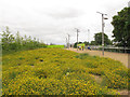 TQ3784 : Olympic Park: weeds by Stephen Craven