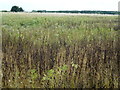 TF0614 : Rubbish in a field of beans near Carlby by Richard Humphrey