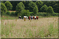 TQ0548 : Cattle near Albury by Alan Hunt