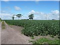 SD4314 : Bean field, Tarlscough by Christine Johnstone