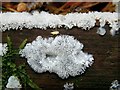 NS3977 : A slime mould - Ceratiomyxa fruticulosa by Lairich Rig