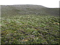  : North slopes of Dunan Liath in Glencalvie Forest by ian shiell