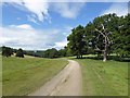 SE3143 : Dead tree in the Harewood Estate by Steve  Fareham