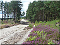 SU8643 : Sand, heather and pines by Robin Webster