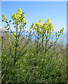 NO6948 : Shining Meadow-rue (Thalictrum lucidum) by Anne Burgess