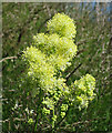 NO6948 : Shining Meadow-rue (Thalictrum lucidum) by Anne Burgess