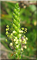 NO7047 : Sea Plantain (Plantago maritima) ? by Anne Burgess