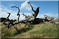 SK3523 : Dead fallen tree by Philip Halling