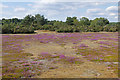 SU8440 : Bell heather, Frensham Ponds by Alan Hunt