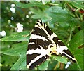 SZ7898 : Jersey Tiger Moth in West Wittering by Rob Farrow