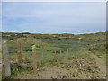 SD2911 : Natterjack Toad marker post at Ainsdale Nature Reserve by Raymond Knapman