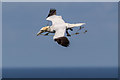 TA1874 : Gannet, Bempton Cliffs, Yorkshire by Christine Matthews