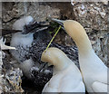 TA1874 : Gannet, Bempton Cliffs, Yorkshire by Christine Matthews