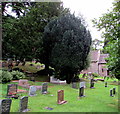 SO3700 : Churchyard trees, Llanbadoc by Jaggery