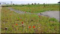 NO5911 : Poppies, Kingsbarns by Richard Webb