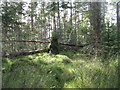 NC4702 : Fallen trees at Rosehall by M J Richardson