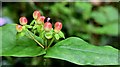 J4681 : Tutsan berries, Crawfordsburn - September 2015(2) by Albert Bridge