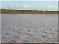 SE8517 : Gulls on the mud, east bank of the River Trent by Christine Johnstone