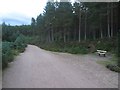 NH9608 : Bench beside a forest track in Glenmore Forest by Graham Robson