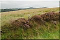 SN6247 : Heather and upland grazing by Philip Halling