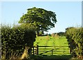 SE6484 : Gate  to  fields  on  the  Brecks by Martin Dawes