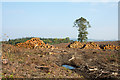 NZ0258 : Timber stacks in clear-felled area of South Sandyford Plantation by Trevor Littlewood