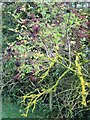 SE8469 : Elderberries  in  the  hedgerow  and  lichen  covered  dead  branch by Martin Dawes