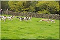 NY1808 : Trailhounds at Wasdale Head Show by Philip Halling