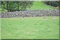 NY1808 : Trailhounds at Wasdale Head Show. by Philip Halling