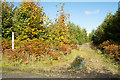 NZ0055 : Footpath entering coniferous plantation by Trevor Littlewood