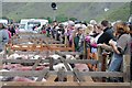 NY1808 : Pens of herdwick sheep at the Wasdale Head Show by Philip Halling