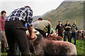 NY1808 : Wasdale Show 2015 by Peter Trimming