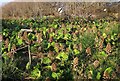 SX1888 : Butterbur near Hallworthy by Derek Harper