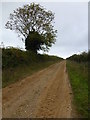 TF8641 : Tree and sandy track in Norfolk by Richard Humphrey