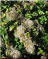 SX9065 : Old man's beard on Stantaway Hill by Derek Harper